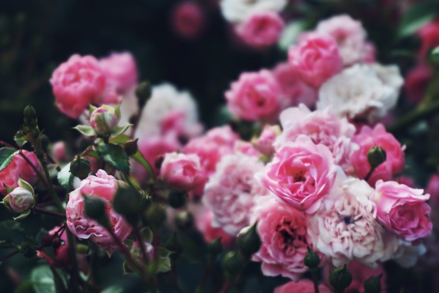 Róże – kwiaty nie tylko do ogrodu